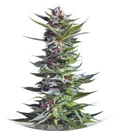 Сорт Shining Silver Haze fem (Royal Queen Seeds)