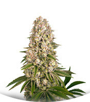 Сорт Tropicanna Banana fem (Barney's Farm)