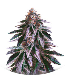 Сорт Cookies Purple Punch fem (Medical Seeds)