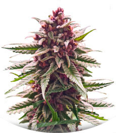 Сорт Still Bubba fem (AlphaFem Seeds)