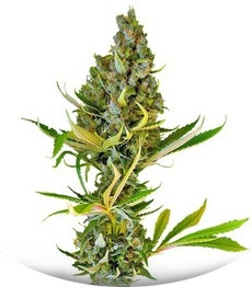 Sweet Cheese F1 Fast Version fem (Sweet Seeds)