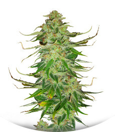 Сорт WiFi Kush fem (AlphaFem Seeds)