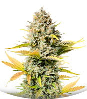 Dozy Sith fem (AlphaFem Seeds)