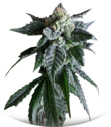 Сорт Sweet Mango Auto fem (Green House Seeds)