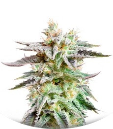 Сорт Sugar Black Rose fem (Delicious Seeds)