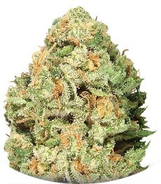 Fruit Punch fem (Heavyweight Seeds)