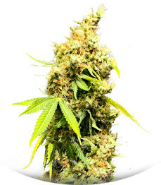 Сорт Royal Runtz fem (Royal Queen Seeds)