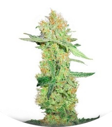 Y Griega CBD fem (Medical Seeds)