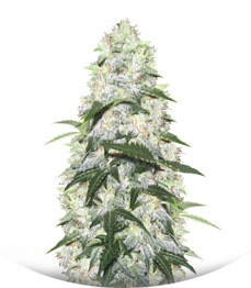 Сорт Ogre auto fem (Doctor’s Choice)